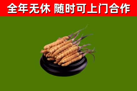 昌黎县回收散虫草