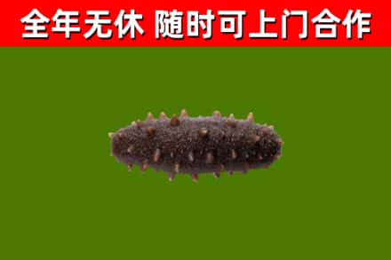 昌黎县回收海参干